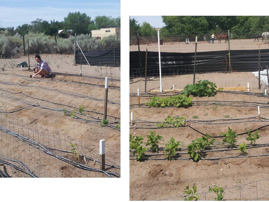 Garden planting - New Mexico
